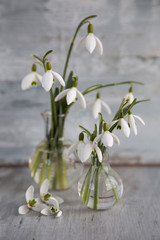 Schneegloeckchen in kleinen Gasvasen