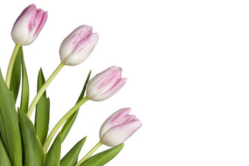 Four pastel pink tulips isolated on a white background