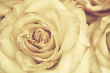 Fototapeta na wymiar Closeup of Rose