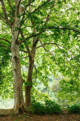 Green natural background of buttonwood trees in summer