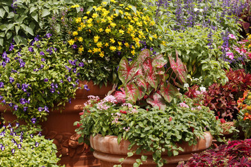 Fototapeta na wymiar Container Garden full of Flowers and plants
