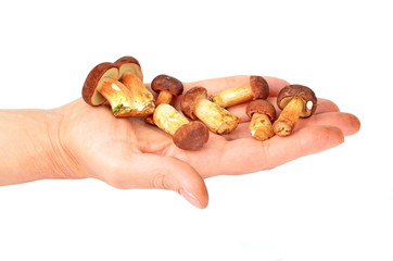 Boletus edulis mushroom on hand