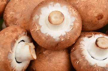 Champignon (True mushroom)