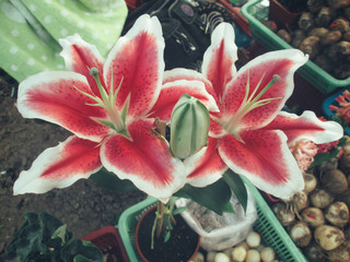 Fototapeta na wymiar Lily flower.