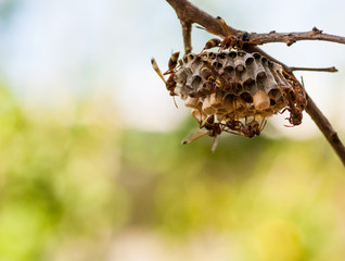 Wasp nest on branch with space for copy