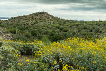 The Beautiful Diverse Landscape of Arizona
