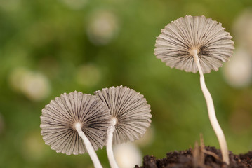 Parasol mushrooms Coprinus plicatilis with green background