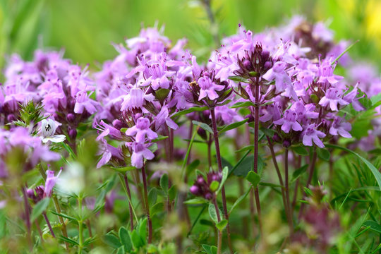 Fototapeta Wild thyme (Thymus serpyllum). A dense group of purple flowers of this aromatic herb in the family Lamiaceae  