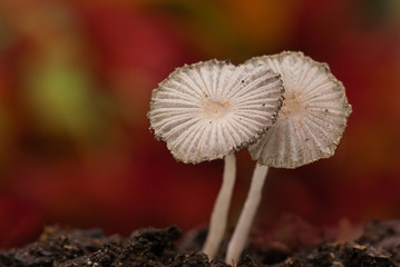 Parasol mushrooms Coprinus plicatilis with multi coloured background