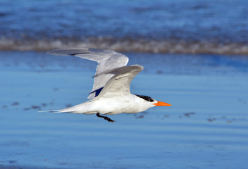 Royal Tern in Flight/Royal Tern sea bird flying low.