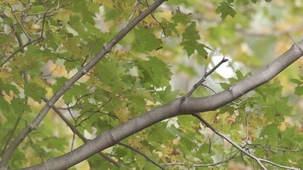 Barred Owl (Strix varia) takes flight