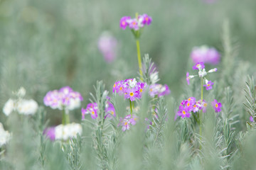 Purple primrose