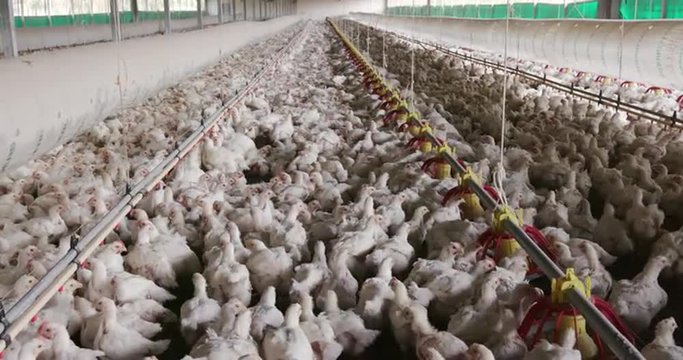 Intensive factory farming of chickens in broiler houses