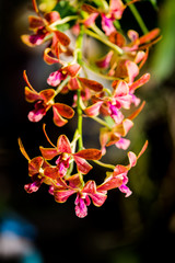 Purple orchids under the sunlight