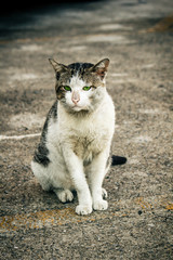 Naklejka premium Tajski bezpański kot.