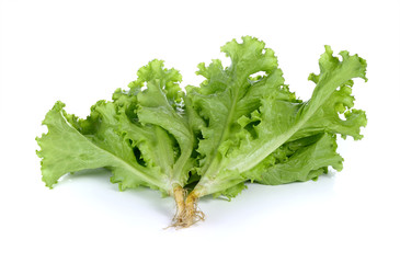 Fresh green lettuce in the basket isolated on a white background