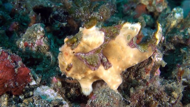 Painted yellow frogfish