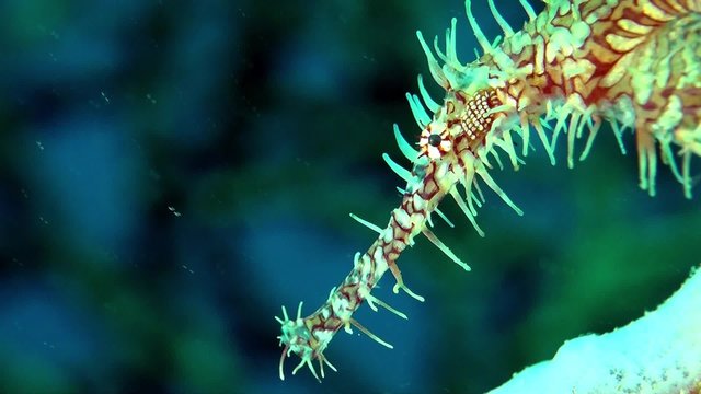 Wonderful harlequin ghost pipefish close up