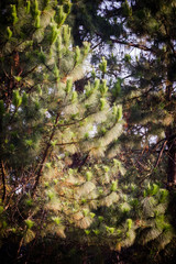 Pine branches with vintage color effect.