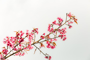 Wild Himalayan Cherry ( Prunus cerasoides ) ( Sakura in Thailand