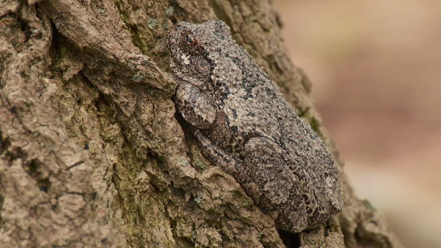 Gray Treefrog (Hyla versicolor) 1