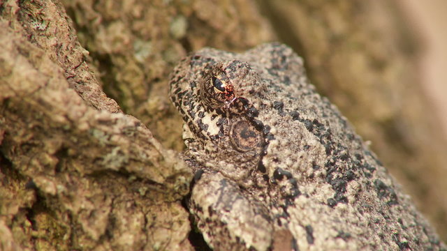 Gray Treefrog (Hyla versicolor) 2