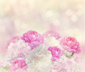 Peony Flowers Background