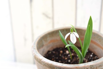 スノードロップ