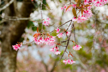 Wild Himalayan Cherry ( Prunus cerasoides ) ( Sakura in Thailand