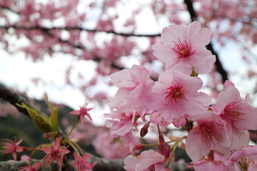 河津桜