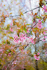 Wild Himalayan Cherry ( Prunus cerasoides ) ( Sakura in Thailand