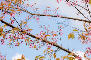 Wild Himalayan Cherry ( Prunus cerasoides ) ( Sakura in Thailand