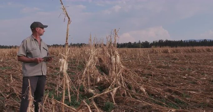 Farmer using digital tablet while inspecting corn crop devastated by drought