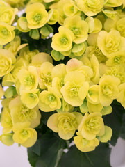 Obraz premium ベゴニアの花