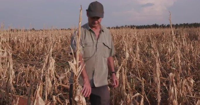 Farmer inspecting corn field devastated by drought and hail
