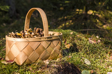 Sideview of a basket full of funnel chanterelles, Cantharellus tubaeformis, sittiing on the forest...