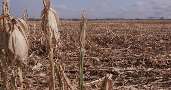Panoramic of corn field devastated by drought and hail