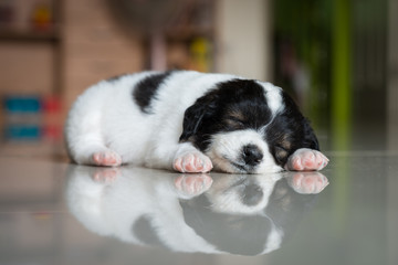 sleeping puppy