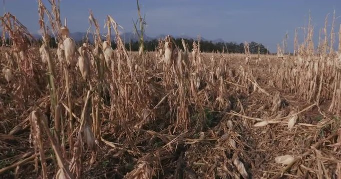 Moving shot of corn fields devastated by drought and hail