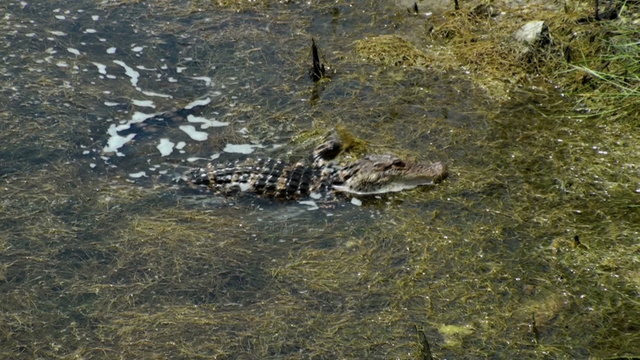 Alligator Catching Food In The Marsh