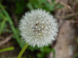 Fototapeta premium Pusteblume