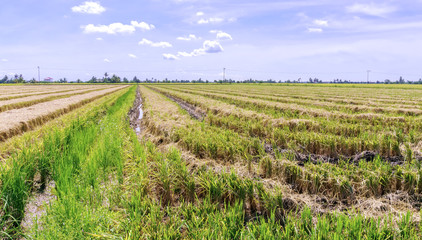 Fototapeta na wymiar Harvested paddy rice field with blue sky background