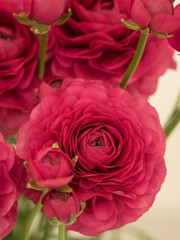 ラナンキュラス