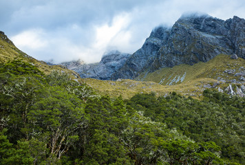 mountain and native forest landscape