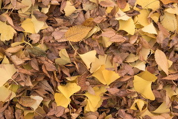 落ち葉の積もった地面