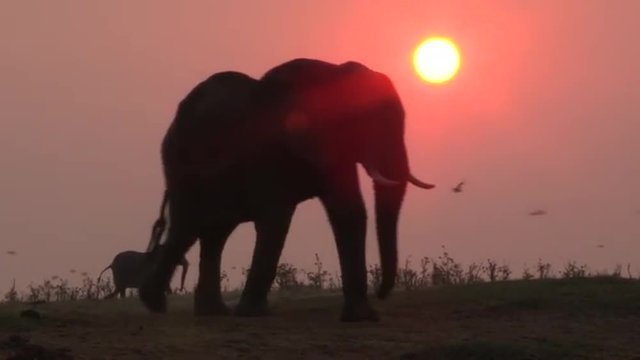 Elephants in silhouette with the setting sun in the background
