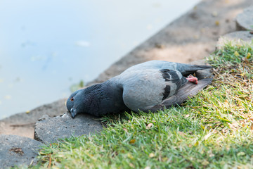 Fototapeta premium Dead bird