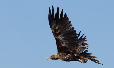Australian Wedge-tailed eagle, Aquila audax, in flight with blue sky behind