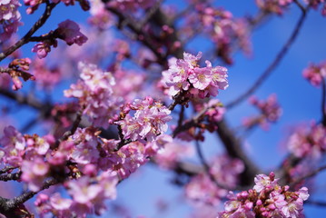 あたみ桜
