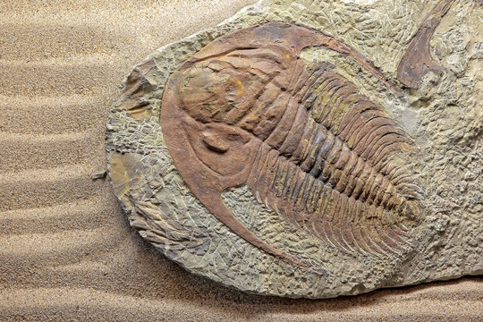 Trilobite paradoxides sp.